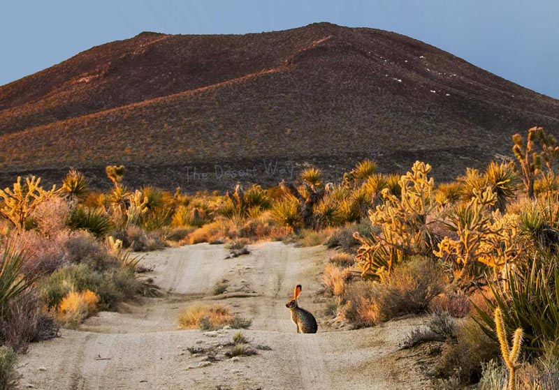 Marl Spring: Vital Watering Hole on the Mojave Road