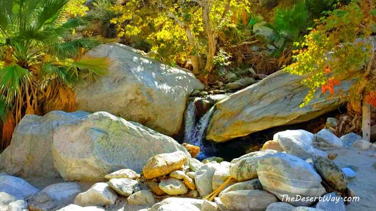 Hiking Andreas Canyon: Agua Caliente Oasis