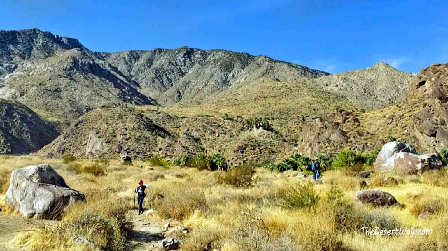 Hiking Andreas Canyon Agua Caliente Oasis The Desert Way with Jaylyn