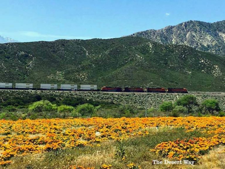 What’s on Our Desert Bookshelf? Part III: 20 Guidebooks