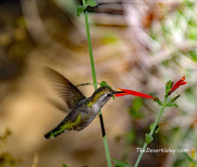 Our Desert Hummingbirds: On a Wing and a Dare